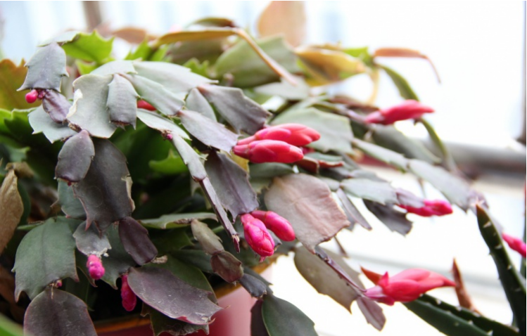 ¿Con qué frecuencia debo regar un cactus de navidad?