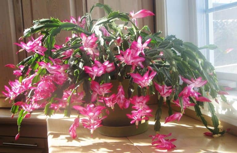 Todo lo que debes saber sobre la propagación del cactus de navidad