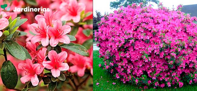 Azalea