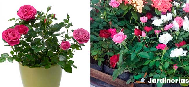 Rosal Mini