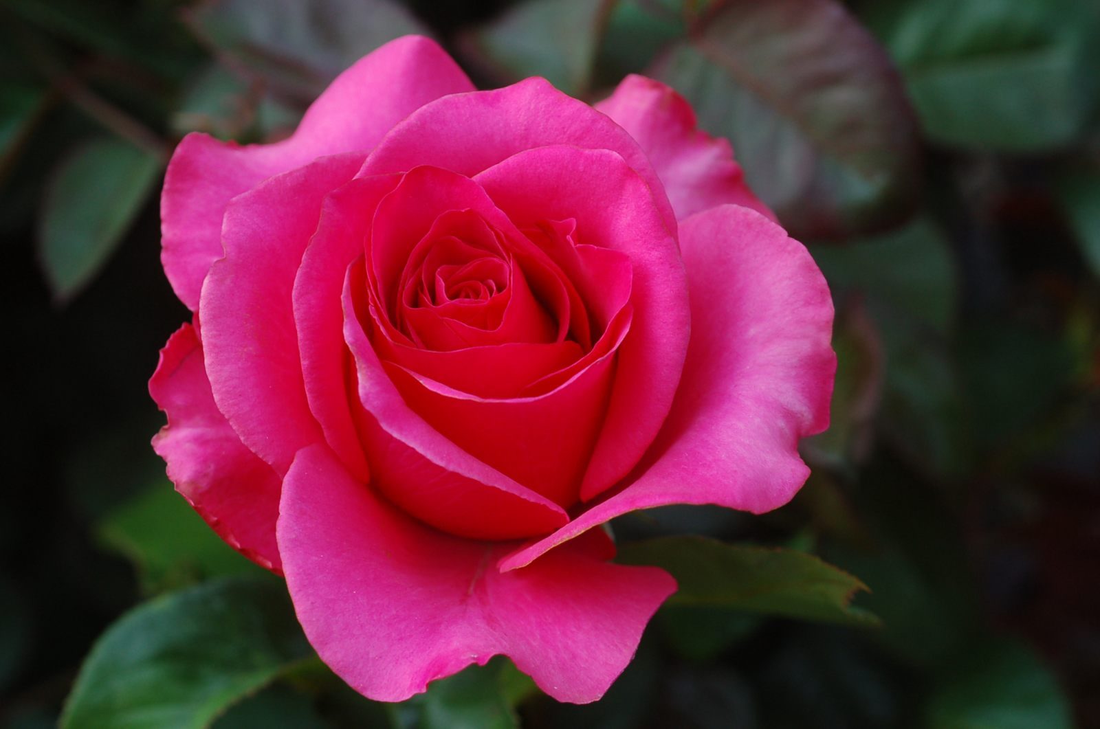 Rosas