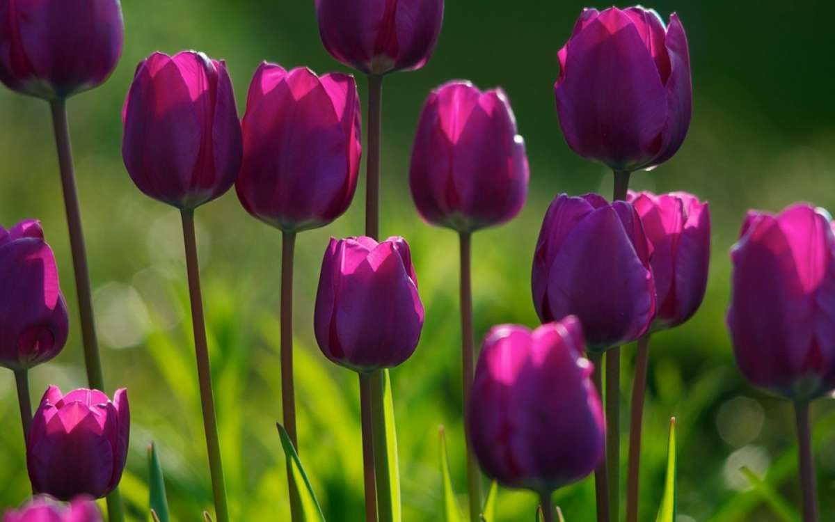 Tulipanes