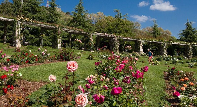 Rosaleda del Parque de Cervantes (Barcelona)