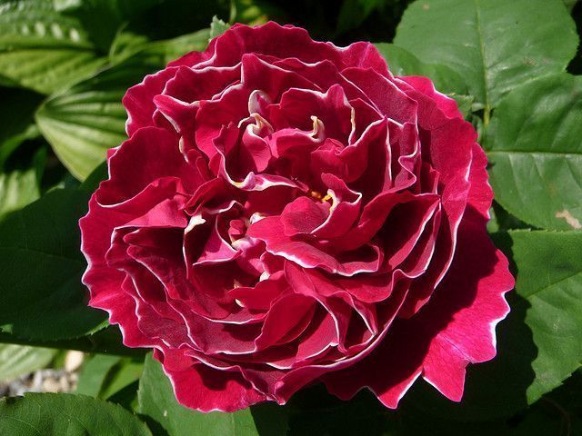 Rosas Híbrido Perpetuo