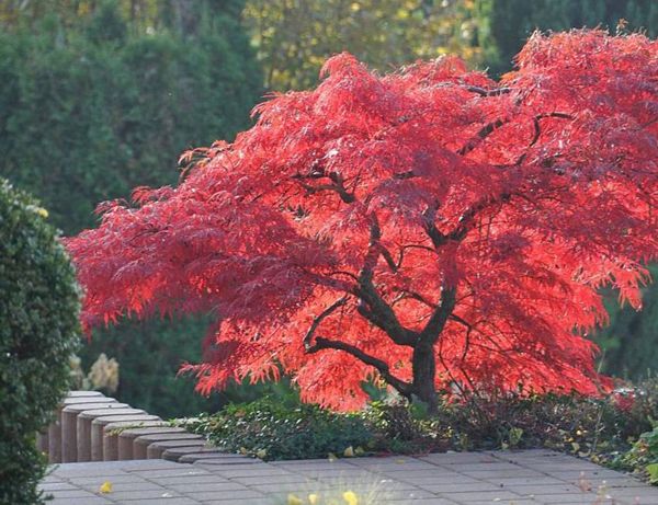 Arboles