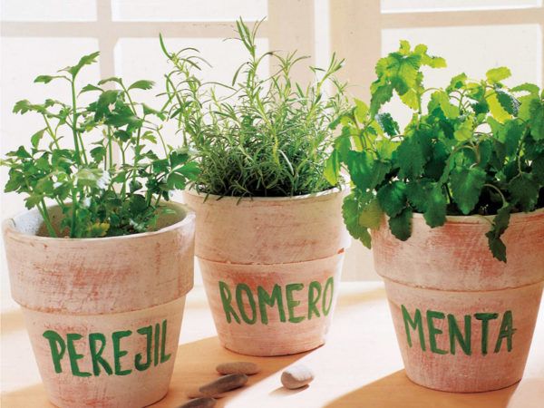 Plantas aromáticas