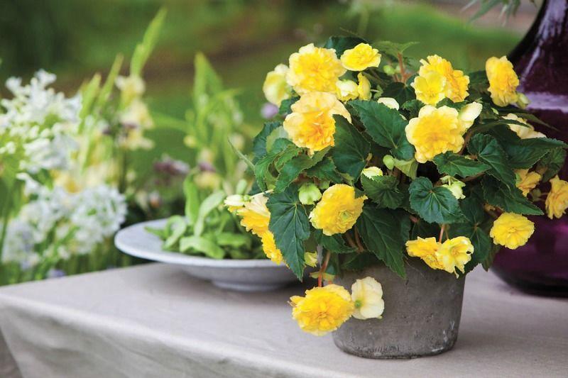 Begonia. Cuidado, Cultivo y Multiplicación