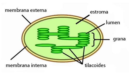 Cloroplastos dibujo