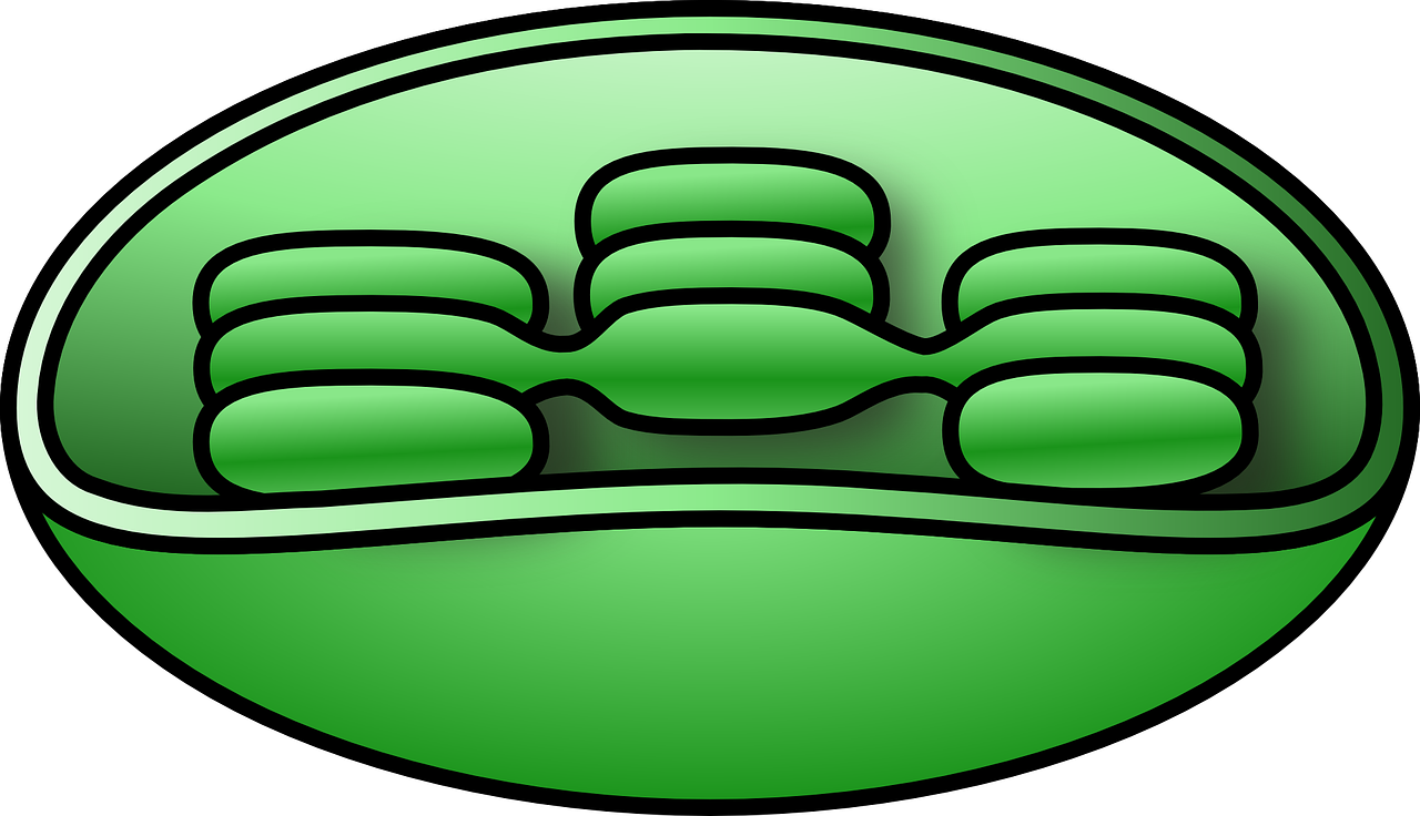 Cloroplastos y sus partes