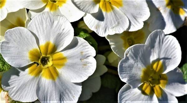 Plantas con flores