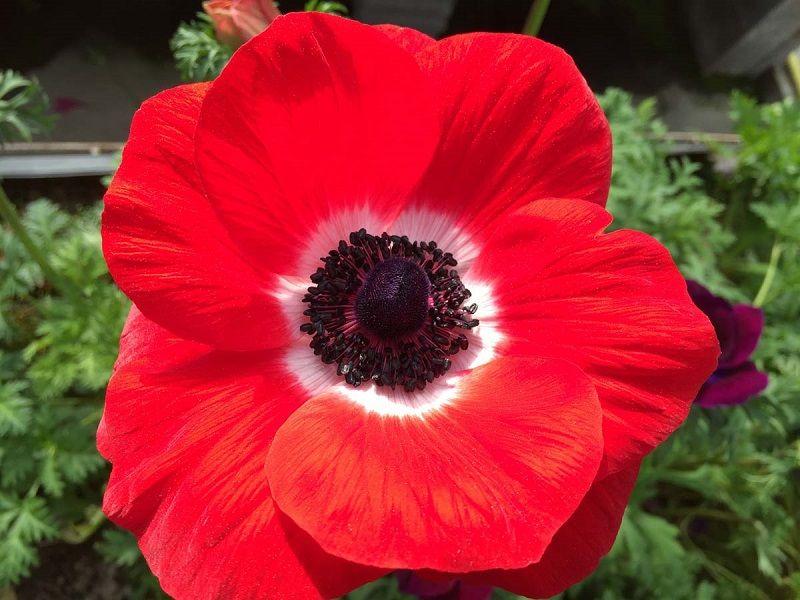 Cuidados de la Anemone Coronaria