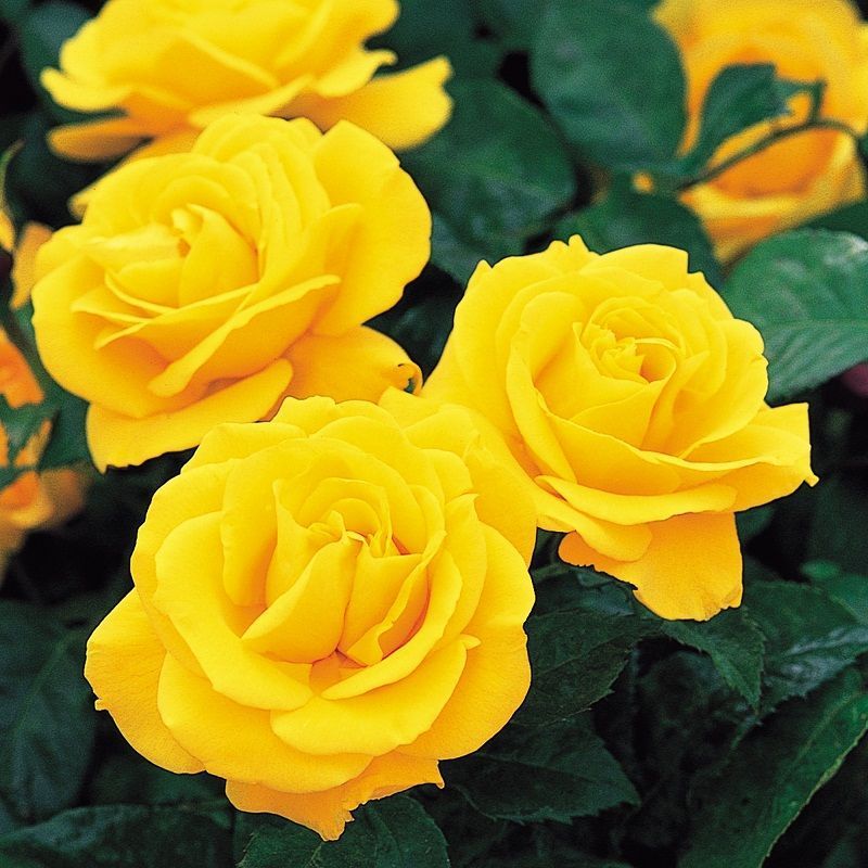 Rosas Floribunda