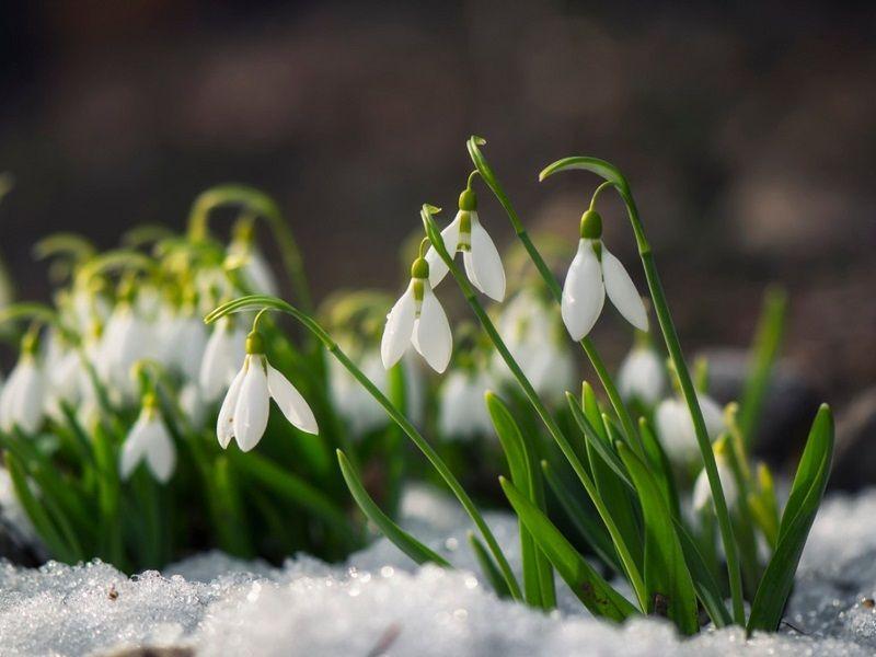 Galanto o Campanilla de Invierno