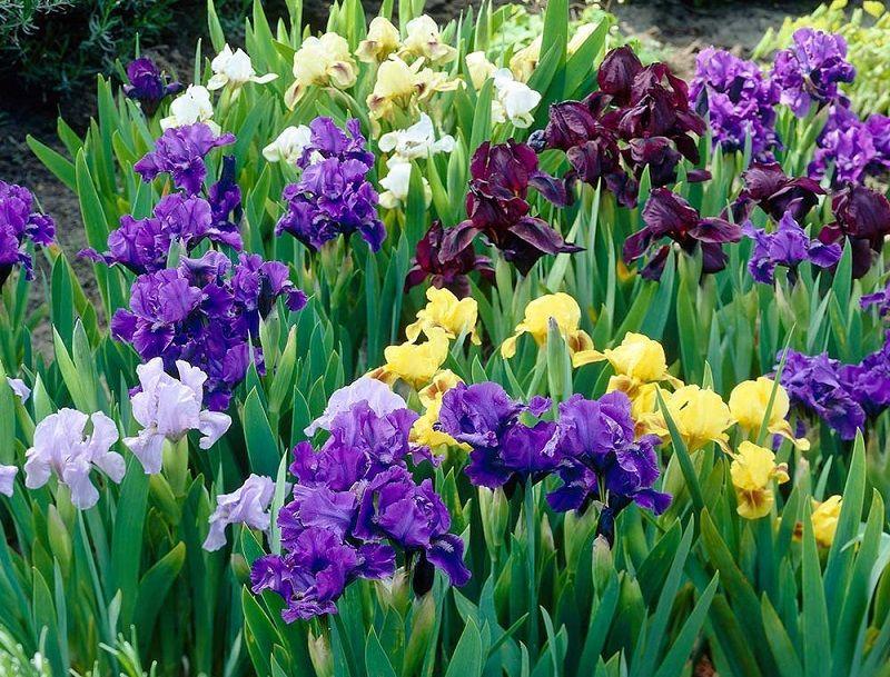 Iris Germánica, Cuidados, Colores, Origen