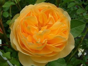 Rosa Graham Thomas