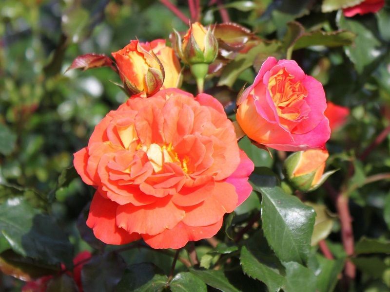 Rosa Gebruder Grimm