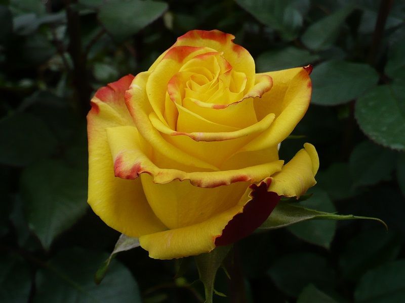 Rosal Amarillo