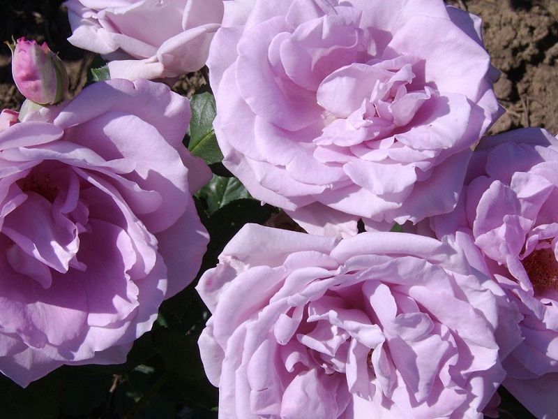 Rosal Azul. Rosas Azules Naturales