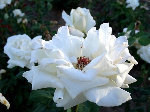 Rosal Blanco
