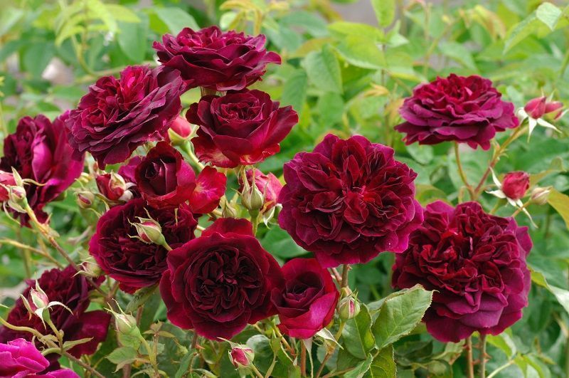 Rosal Morado