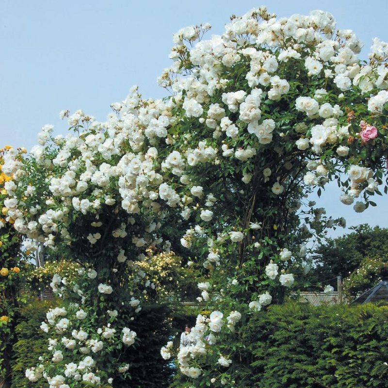 Rosal Trepador