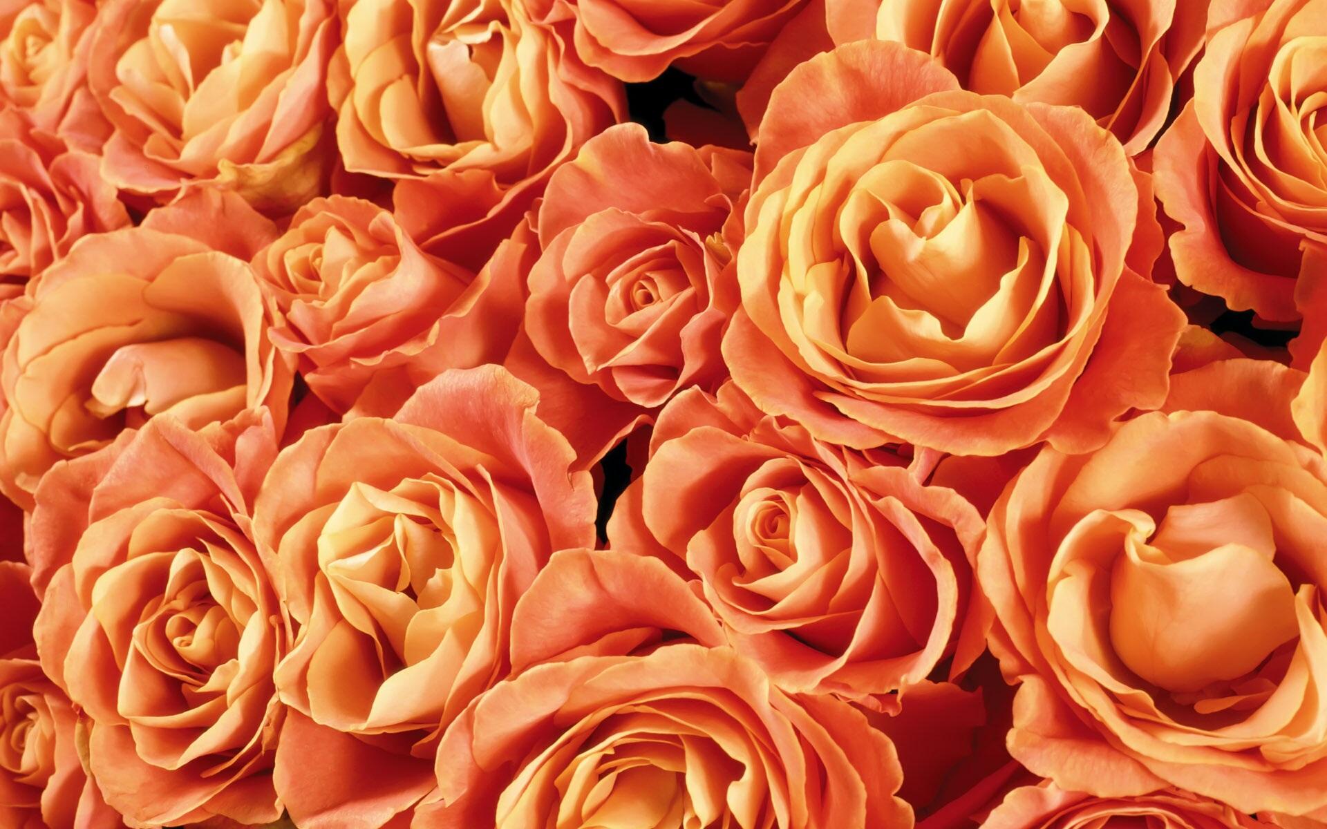 Rosas Naranjas