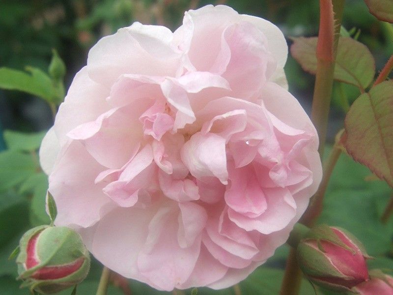 Rosas Noisette
