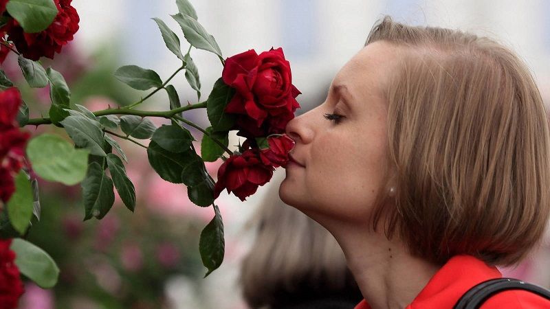 Rosas Perfumadas