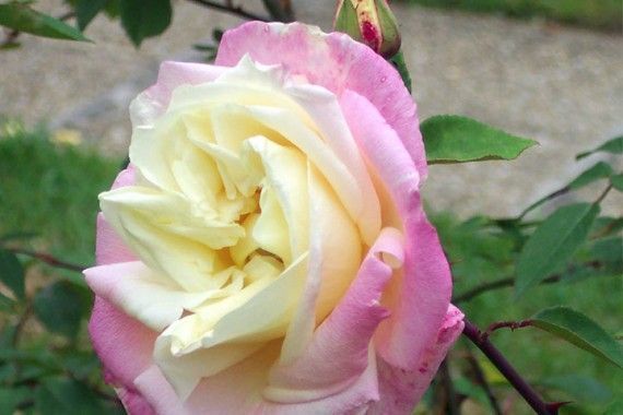 Rosas de Té