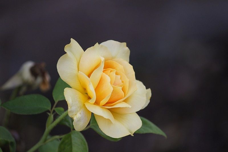 Significado de las Rosas Amarillas