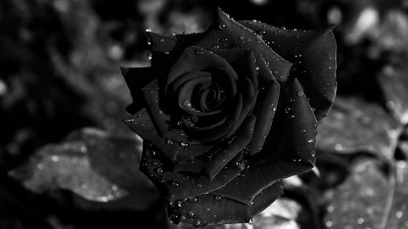 Significado de la Rosa Negra