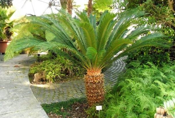 Plantas sin flores
