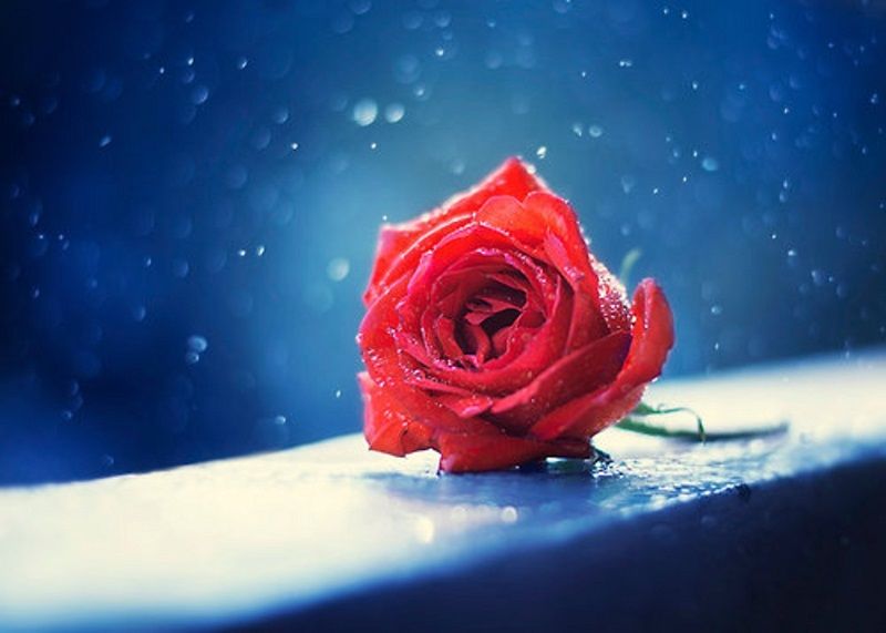 Soñar con Rosas