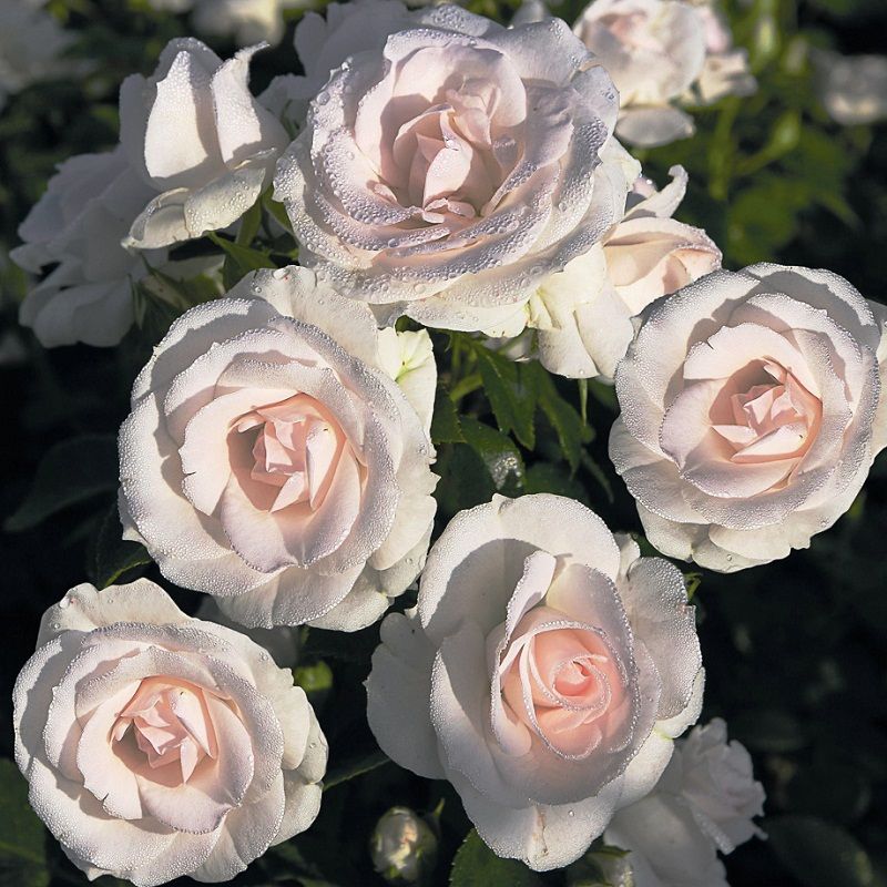 Rosas Tapizantes, Cubresuelos o Paisajistas