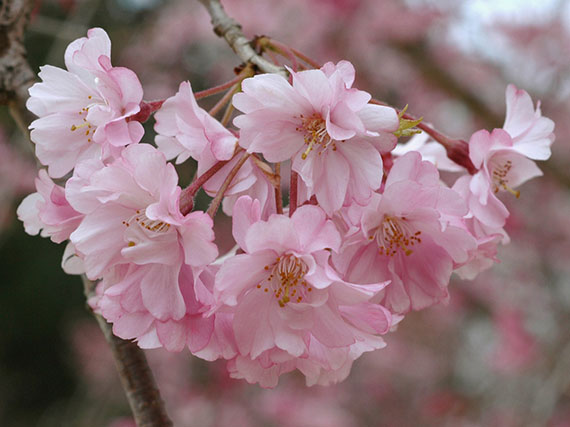 En marzo, cerezos en flor