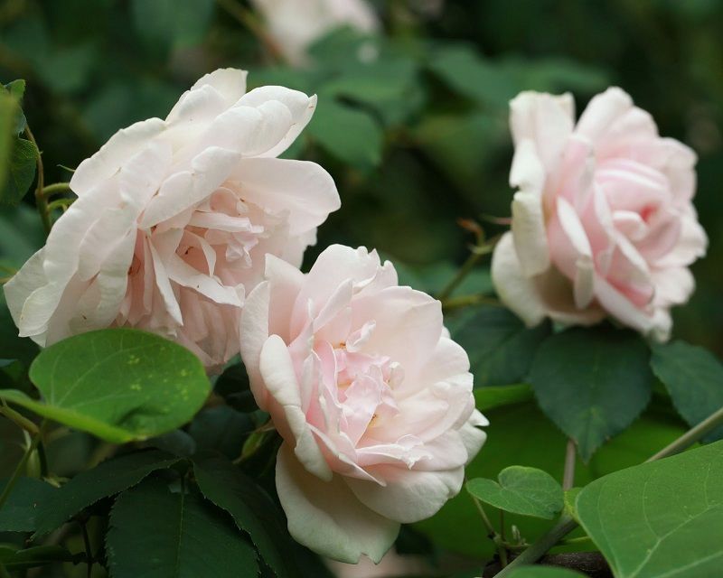 Rosa Madame Alfred Carriere