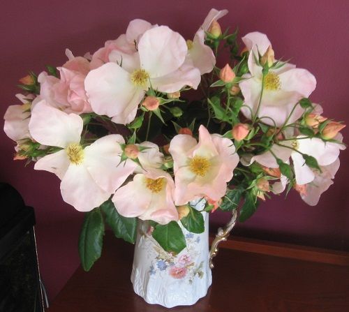 Rosa Sally Holmes