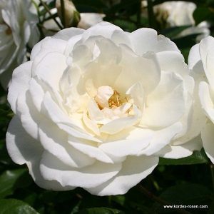 Rosa Iceberg