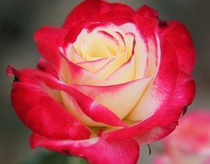 Rosa Double Delight