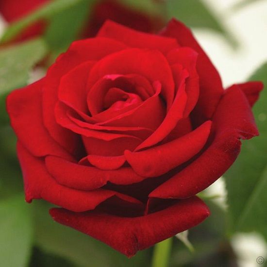 Rosa Ingrid Bergman