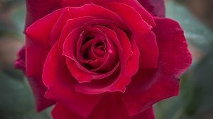 Rosa Papa Meilland
