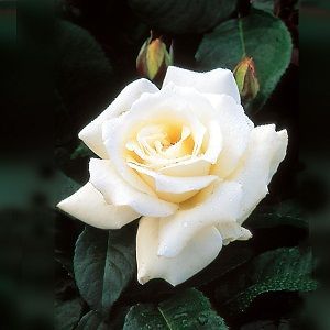 Rosa Pascali