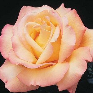 Rosa Peace. Madame A. Meilland