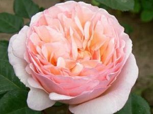 Rosa Princesa Charlene de Monaco
