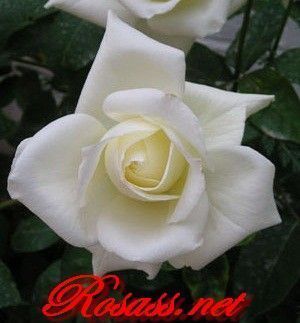 Rosa New Dawn