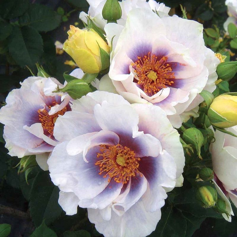 Rosa Blue eyes