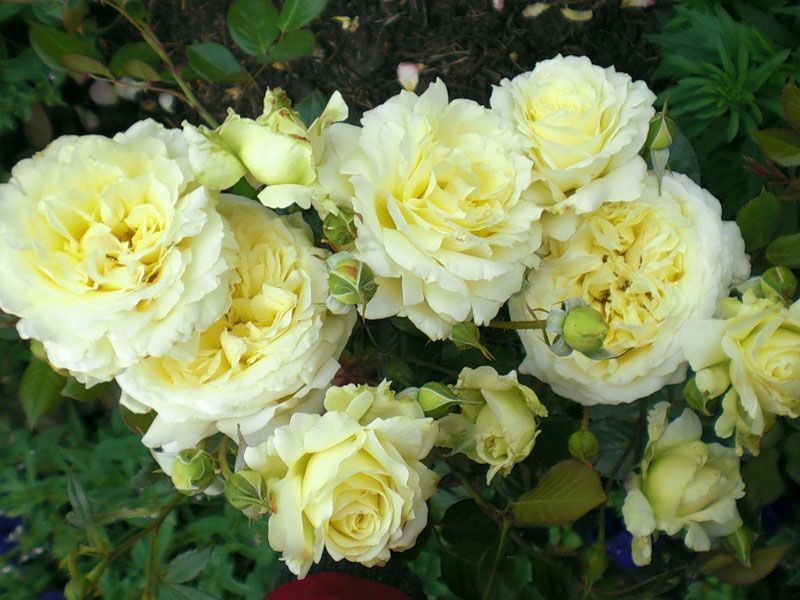 Rosa Elfe