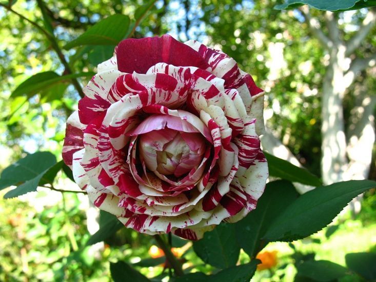 Rosa Julio Iglesias