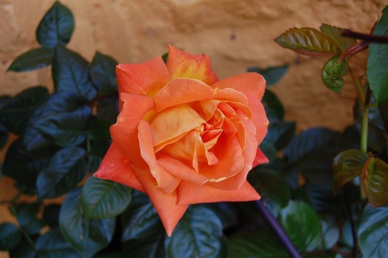 Rosa Louis de Funes