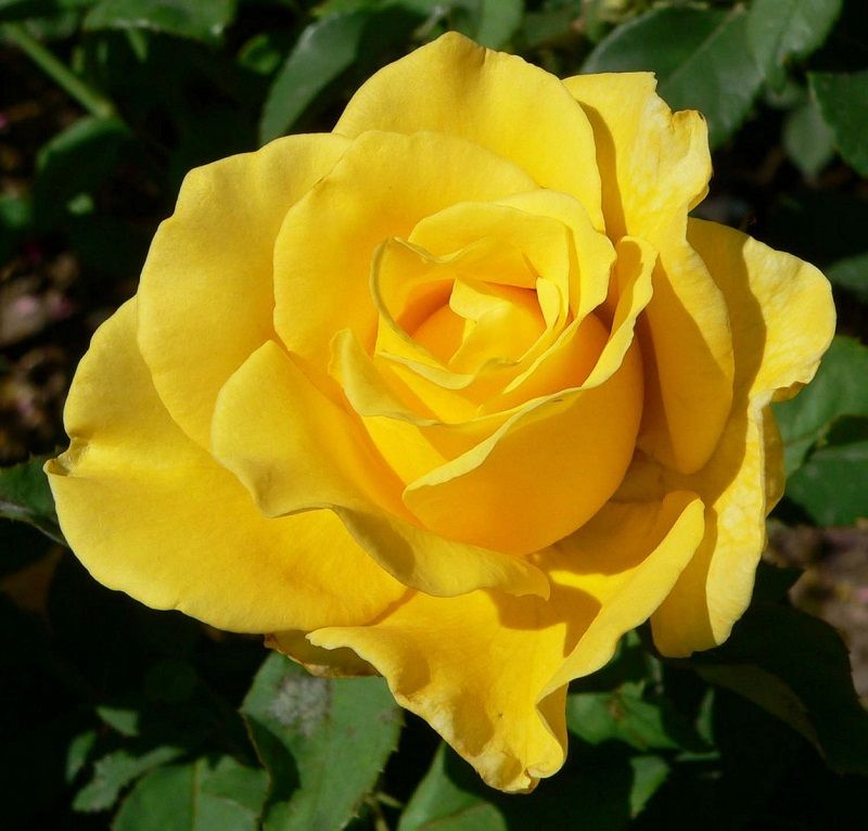 Rosa Marbella